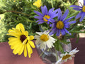 Daisy Seed Mix, 100 Seeds, Pastel Blue Yellow White, Bellis perennis