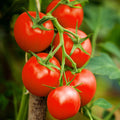 Moneymaker Vine Tomato Seeds | Indeterminate Cordon Stake Variety | Solanum lycopersicum | 2025 Planting
