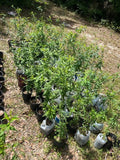 Peach Tree Live Plant - Common Grandfather Variety - Prunus persica