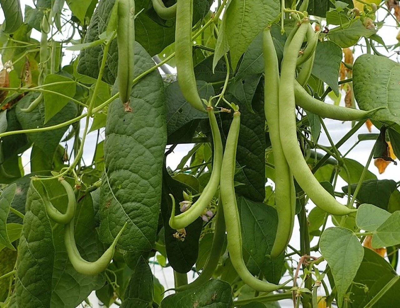 Strike Bush Green Bean Seeds, Non-GMO, Heavy Yields, Phaseolus vulgaris, Organic Gardening, Vegetable Seeds