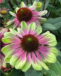 50 Pink Green Coneflower Seeds - Echinacea Purpurea Perennial Flower Seeds for Garden Planting - USA Grown