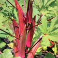Burgundy Red Okra Seeds - 100+ Count - Organic Gardening Seeds for 2025 Planting - Abelmoschus esculentus
