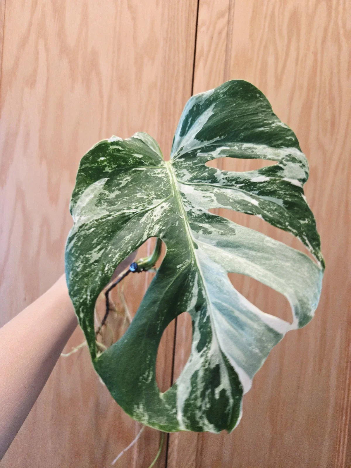 Monstera Albo Variegated Plant - Rooted Cutting - Rare Houseplant - Monstera Deliciosa Variegata
