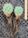 Opuntia Sulphurea Prickly Pear Cactus Pad Cuttings (2) - Live Rooted Succulent Plant Segments for Gardening
