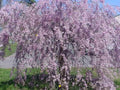 Purple Willow Seeds - Weeping Flower Variety - Giant Landscape Plant - Salix purpurea - 5 Seeds for Garden