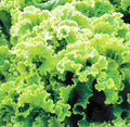 Green Ice Leaf Lettuce Seeds | Heirloom NON-GMO | Fresh Garden Seeds | Lactuca sativa