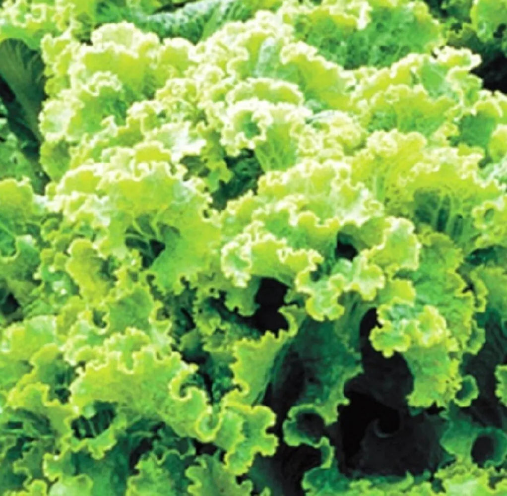 Green Ice Leaf Lettuce Seeds | Heirloom NON-GMO | Fresh Garden Seeds | Lactuca sativa