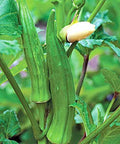 Okra Seeds - 50+ Clemson Spineless Variety - Super Healthy Vegetable Seeds - USA Grown
