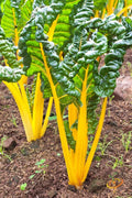 Orange Swiss Chard Seeds - 50 Count - Beta vulgaris var. cicla - Nutrient-Rich Vegetable for Home Gardens