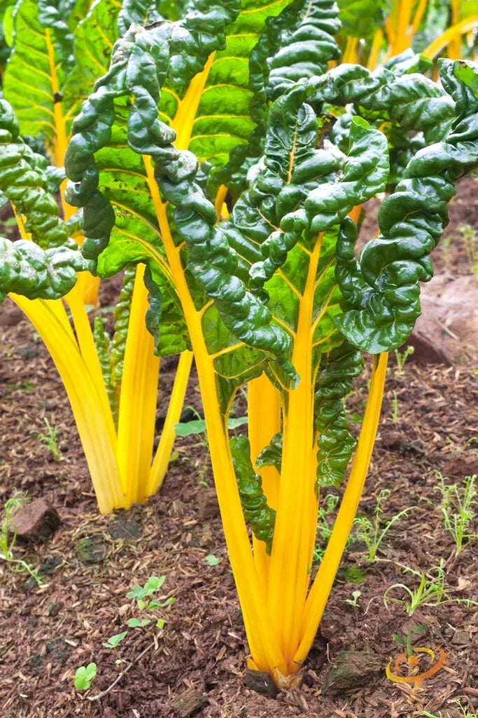 Orange Swiss Chard Seeds - 50 Count - Beta vulgaris var. cicla - Nutrient-Rich Vegetable for Home Gardens