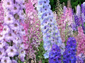 Larkspur Seeds - Imperial Mix - Native Wildflower Cut Flowers for Pollinators - Delphinium ajacis