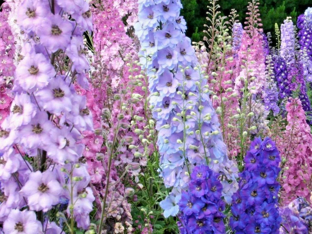 Larkspur Seeds - Imperial Mix - Native Wildflower Cut Flowers for Pollinators - Delphinium ajacis