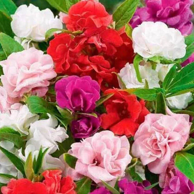 Impatiens Seeds - Camelia Flowered Mix - Non-GMO - Flowering Plants - Seed Store 1262