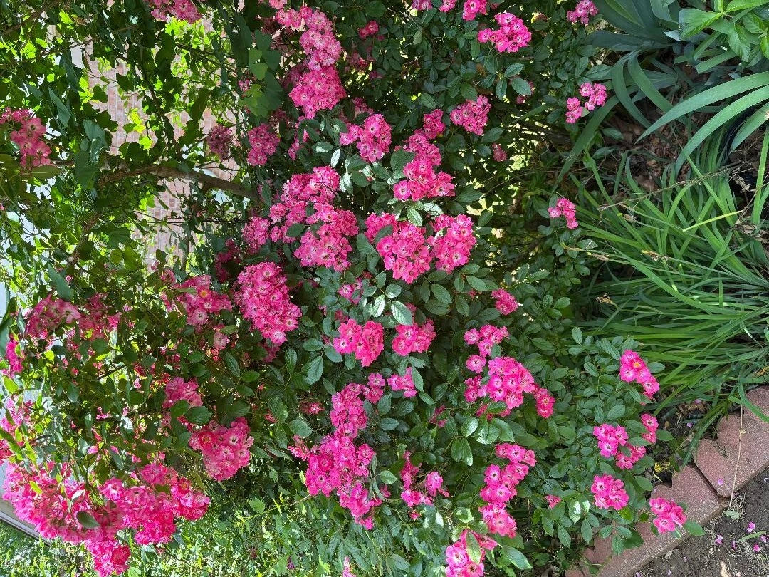 Rosa Red Riding Hood Hedge Rose Cuttings - 3 Pieces, 6-8” Long, Vibrant Red Blooms, Ideal for Gardens and Landscapes