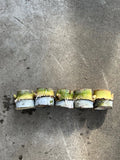 Rooted Sugarcane Cuttings - Tropical Live Plant - Ready to Plant - Saccharum officinarum