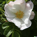 White Rose Bush Seeds - 30+ Rosa Rugosa alba - Flowering Shrub for Garden - US Free Shipping