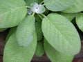 Non-GMO Broadleaf Sage Seeds, Culinary Herb Seeds for Garden, Salvia officinalis, Tracking Included