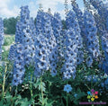 Pacific Giant Blue Jay Delphinium Seeds - 200+ Seeds for Garden - Delphinium elatum - USA Grown, Free Shipping