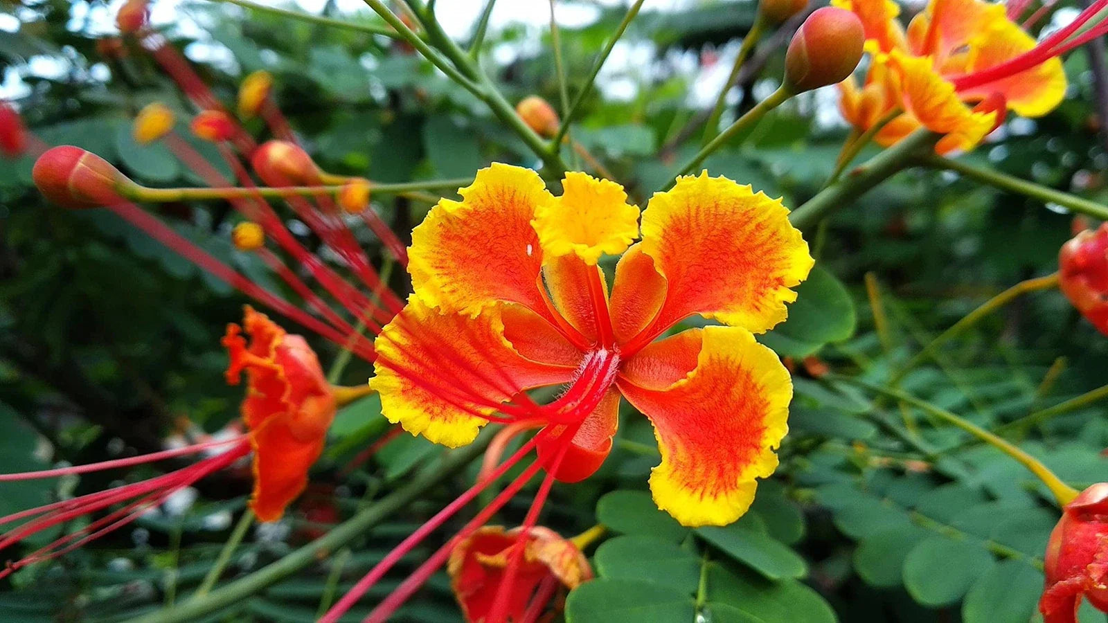 Peacock Flower Seeds - 10 Seeds - Red Variety - Caesalpinia pulcherrima - Tropical Flowering Plant