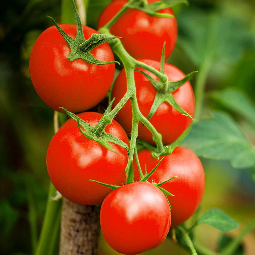 Moneymaker Vine Tomato Seeds | Indeterminate Cordon Stake Tomatoes | Solanum lycopersicum | 2025 Planting