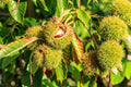 Chinese Chestnuts Tree Seeds - 100 Seeds - Ideal for Deer - Castanea mollissima