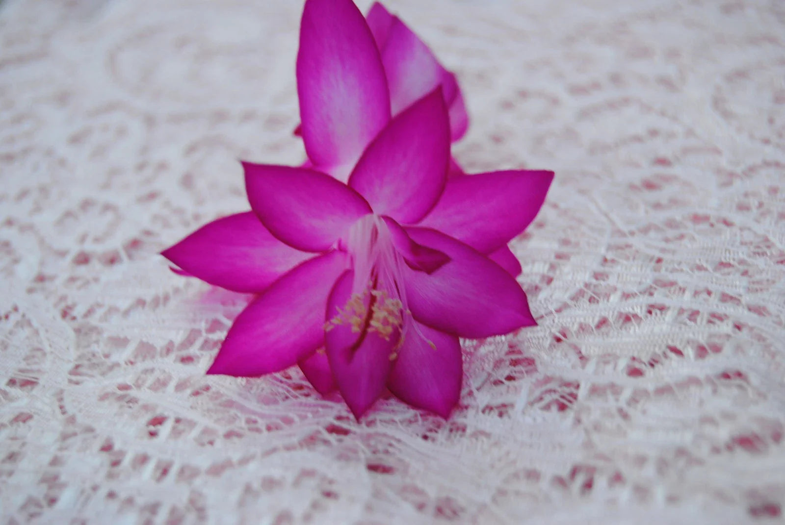 Christmas Cactus Starter Plant - Japanese Dream - Schlumbergera Truncata - Healthy Well-Rooted Succulent for Home Decor