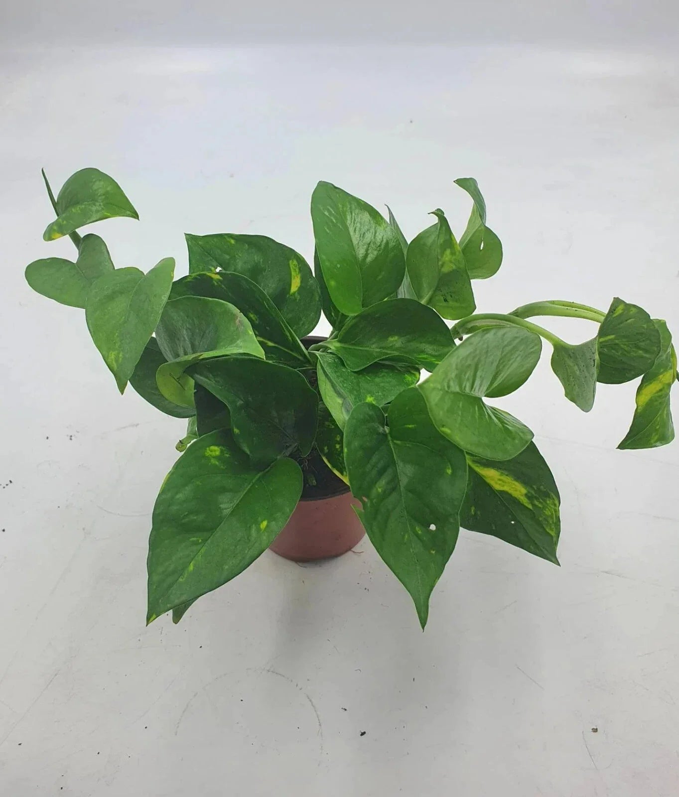 Golden Devil Pothos Plant - 4 Inch Pot - Air Purifier - Epipremnum aureum