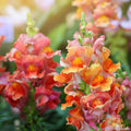 Rocket Bronze Snapdragon Seeds - 1000+ Count - Garden Planting - Antirrhinum majus - USA