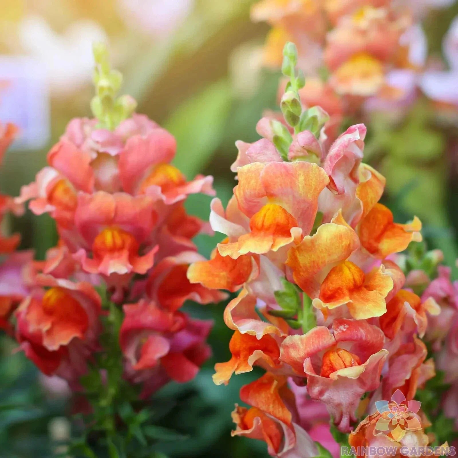 Rocket Bronze Snapdragon Seeds - 1000+ Count - Garden Planting - Antirrhinum majus - USA