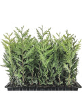 Emerald Green Arborvitae Trees - 5 Starter Plants, Thuja occidentalis 'Emerald Green', Landscape Privacy Shrubs, 10-15 ft Height