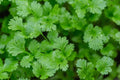 Cilantro Seeds | 500+ Seeds | Indoor Herb Garden | Coriandrum sativum