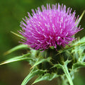 Milk Thistle Seeds 50+ Pack - Silybum marianum - Organic Herbal Seeds for Liver Health