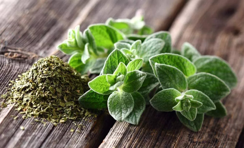 Oregano Seeds - 150 Count - Culinary Herb for Cooking - Origanum vulgare