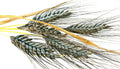 Einkorn Wheat Seeds - 200+ Heirloom Organic Non-GMO - Ancient Grain (Triticum monococcum)