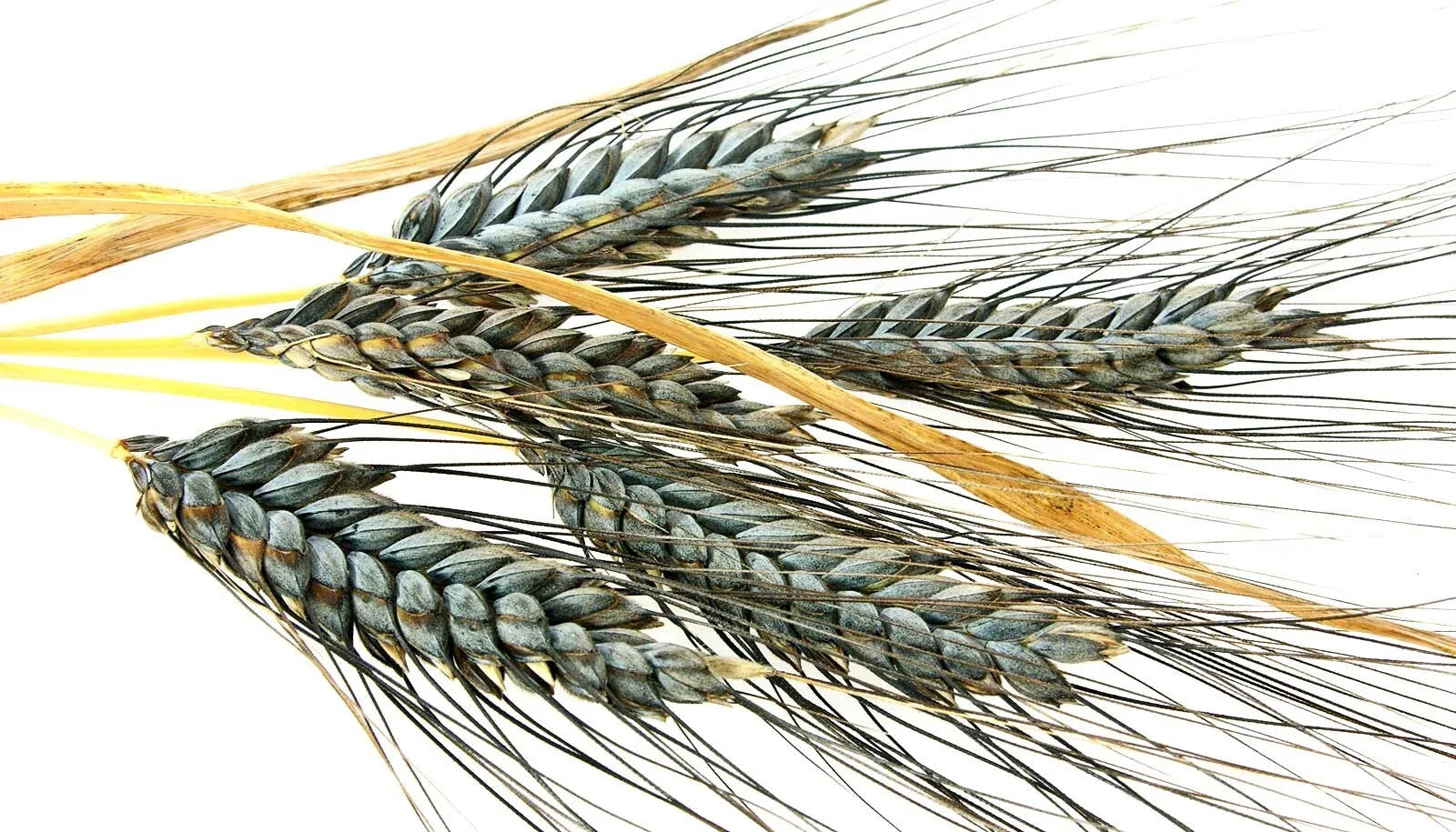 Einkorn Wheat Seeds - 200+ Heirloom Organic Non-GMO - Ancient Grain (Triticum monococcum)