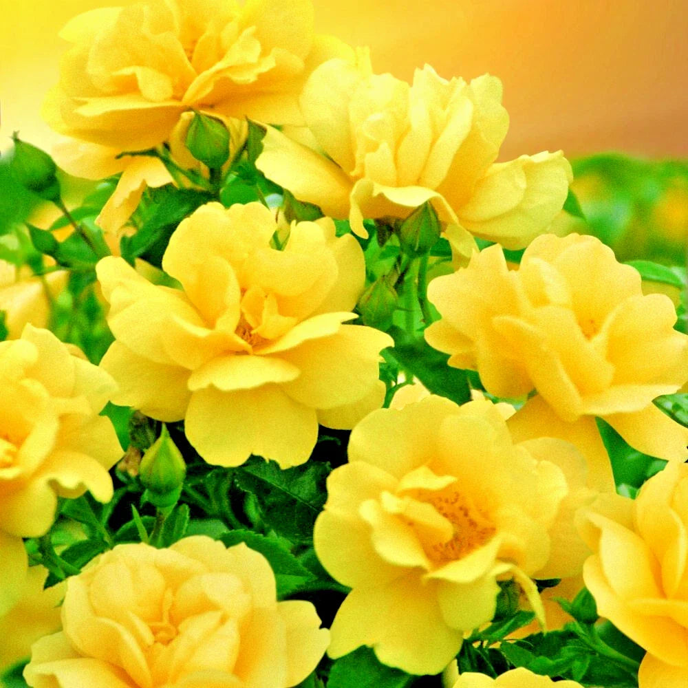 Rose Bush 1-2' Yellow True Friendship Rosa Full Sun Hardy Zones 5-9