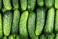 National Pickling Cucumber Seeds, Non-GMO, Gherkins, NPPA, Organic Variety for Home Gardening