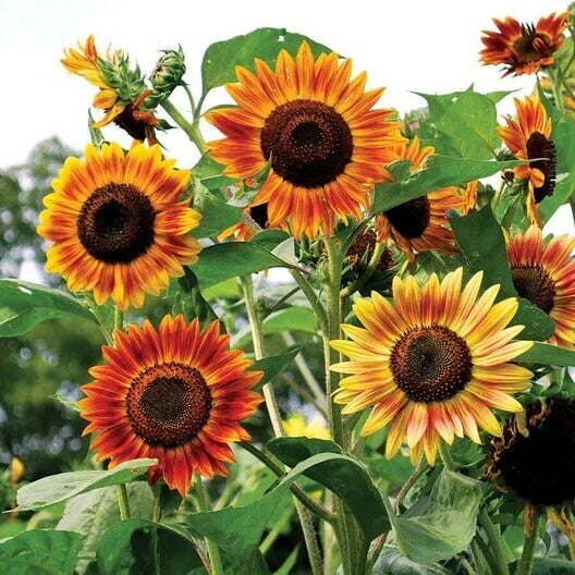 Sunflower Seeds - 100 Count - Evening Colors Autumn Rust Red - Non-GMO - Birds and Pollinators - Helianthus annuus