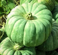 Pumpkin Seeds for Planting - Exotic Variety, Hard to Find - Cucurbita pepo