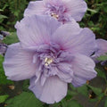 Double Light Purple Hibiscus Seeds - 20 Perennial Flower Seeds for Garden - Hibiscus rosa-sinensis