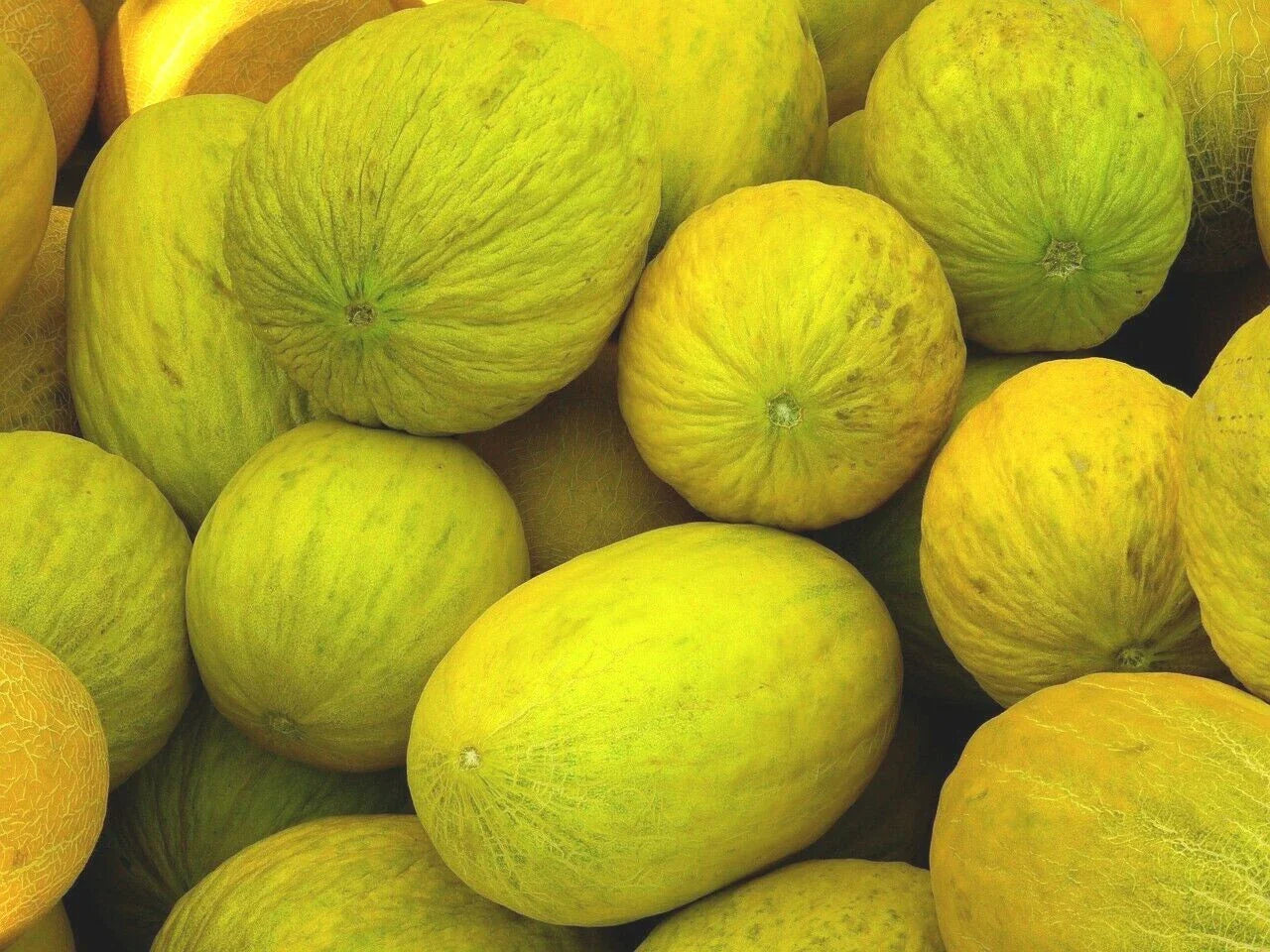 Crenshaw Melon Seeds - 50+ Heirloom NON-GMO Cantaloupe Seeds - USA Grown, Free Shipping - Perfect for Home Gardening