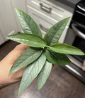 Epipremnum Cebu Blue Cuttings Pack of 5 - Tropical Houseplant Cuttings for Easy Propagation