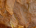 Bulk Tobacco Seeds - 1000+ Count - Mild Chewing Variety - Nicotiana tabacum