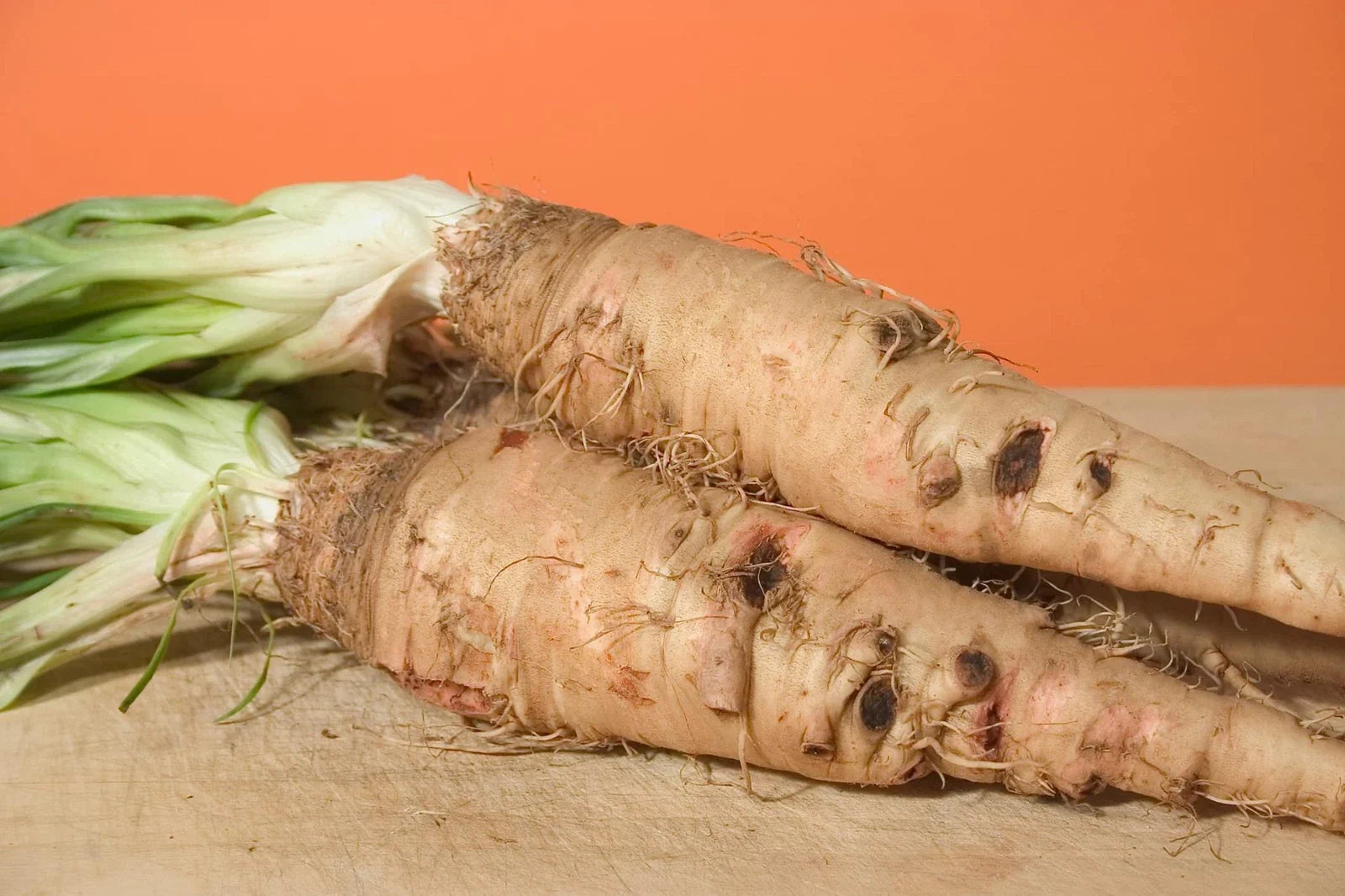 Salsify Seeds - Sandwich Island Variety (100 Seeds) - Non-GMO Root Vegetable - Tragopogon porrifolius