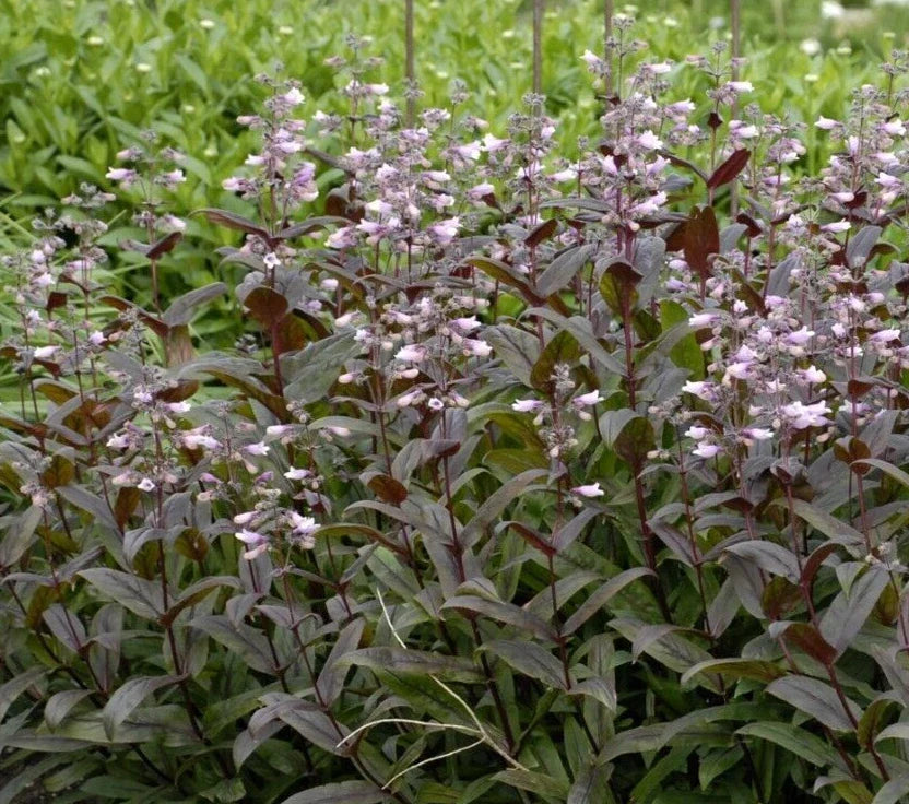 Penstemon Seeds, 20 Perennial Seeds, Bearded Tongue Dark Leaf Mix, Pollinator Favorite, Easy to Grow