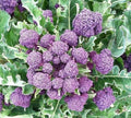 Heirloom Purple Sprouting Broccoli Seeds - Non-GMO, Garden Variety, Tracking Included, Brassica oleracea