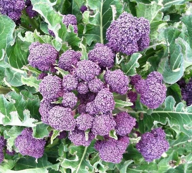 Heirloom Purple Sprouting Broccoli Seeds - Non-GMO, Garden Variety, Tracking Included, Brassica oleracea