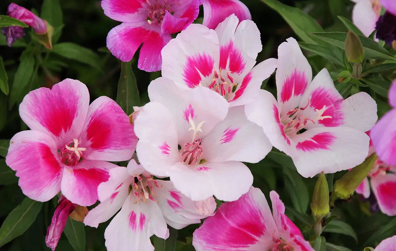 Farewell to Spring Seeds - Clarkia Godetia - Gorgeous Pink Wildflower Seeds - Free Shipping
