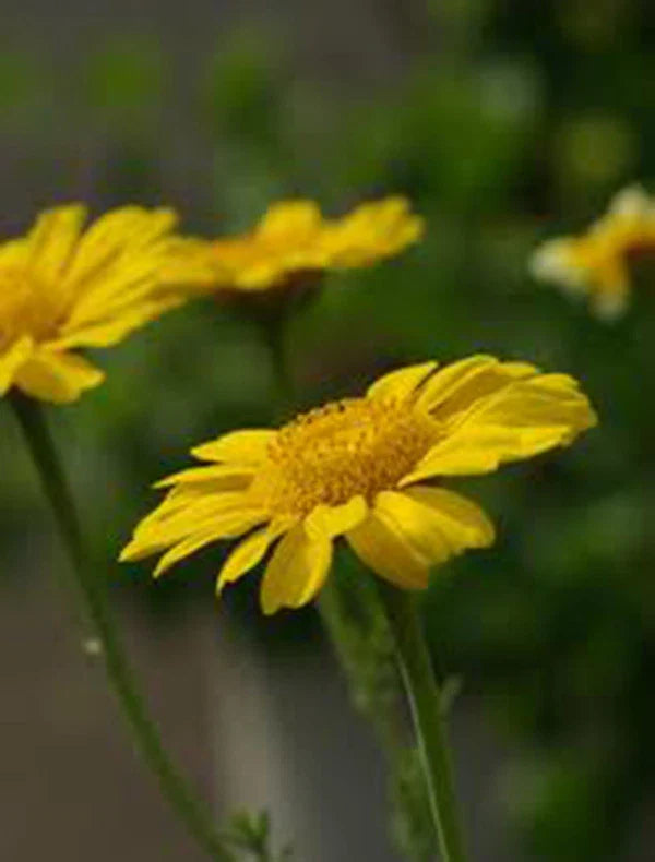 Garland Chrysanthemum Seeds, 50+ Count, Golden Yellow Blooms, Newly Harvested, Chrysanthemum coronarium