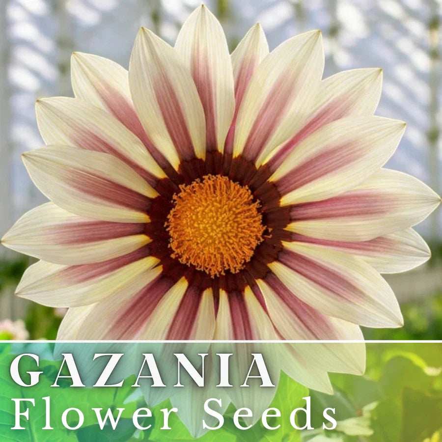 Gazania Seeds - 75+ Vanilla Charm - Fragrant Non-GMO Flower Seeds - Ideal for Gardens and Containers